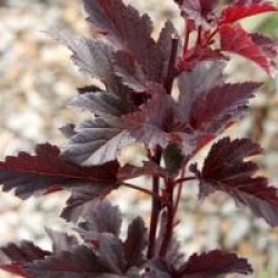 Physocarpus opulifolius Summer Wine � 'Seward' cov 