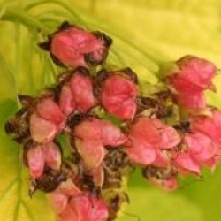 Physocarpus opulifolius Angel Gold � 'Minange' cov