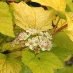 Physocarpus opulifolius Angel Gold � 'Minange' cov