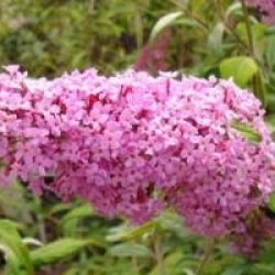 Buddleja davidii 'Pink Delight'