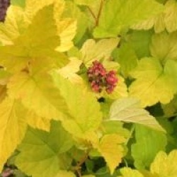 Physocarpus opulifolius Angel Gold � 'Minange' cov - Physocarpus Angel Gold