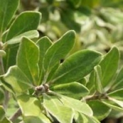 Pittosporum crassifolium