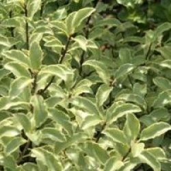 Pittosporum 'Saundersii'