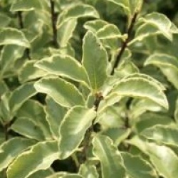 Pittosporum 'Saundersii'