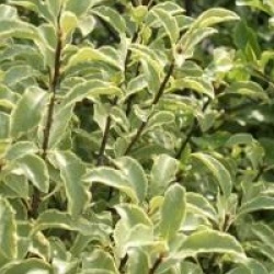 Pittosporum 'Saundersii'