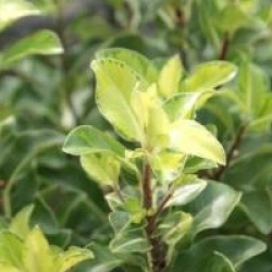 Pittosporum tenuifolium 'Cap Sizun' - Pittosporum Cap Sizun