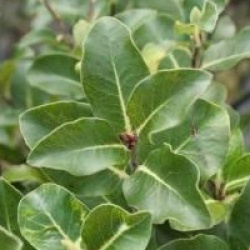 Pittosporum tenuifolium 'Cap Sizun'