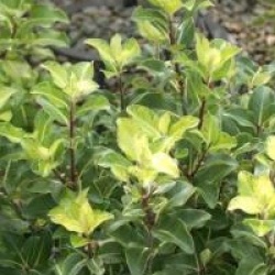 Pittosporum tenuifolium 'Cap Sizun'