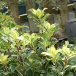 Pittosporum tenuifolium 'Cap Sizun'