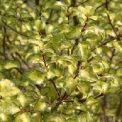Pittosporum tenuifolium 'Donovan Gold'