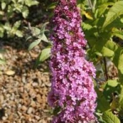 Buddleja davidii 'Pink Delight'