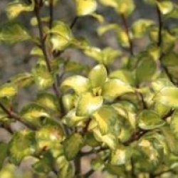 Pittosporum tenuifolium 'Donovan Gold'