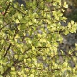 Pittosporum tenuifolium 'Donovan Gold'