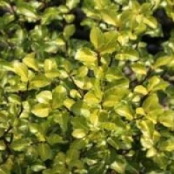 Pittosporum tenuifolium 'Limelight'