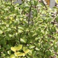 Pittosporum tenuifolium 'Limelight'