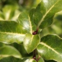 Pittosporum tenuifolium 'Limelight'