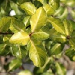 Pittosporum tenuifolium 'Limelight'