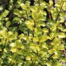 Pittosporum tenuifolium 'Limelight'