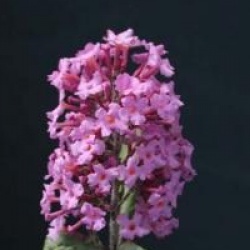 Buddleja davidii 'Pink Delight'