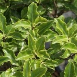 Pittosporum tenuifolium 'Mahi'