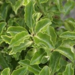 Pittosporum tenuifolium 'Mahi'