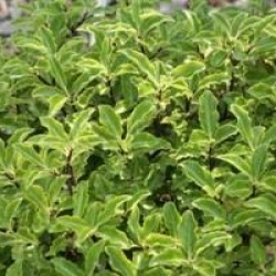 Pittosporum tenuifolium 'Mahi'