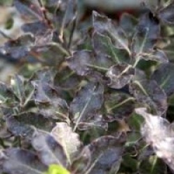 Pittosporum tenuifolium 'Purpureum'