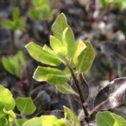Pittosporum tenuifolium 'Purpureum'