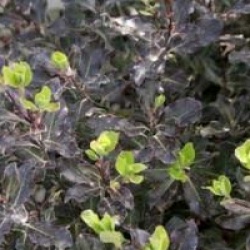 Pittosporum tenuifolium 'Purpureum'