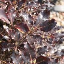 Pittosporum tenuifolium 'Tom Thumb'