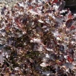 Pittosporum tenuifolium 'Tom Thumb'