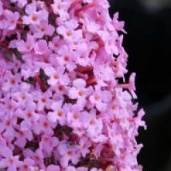 Buddleia Pink Delight