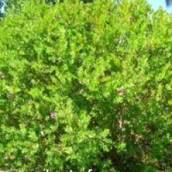 Polygala myrtifolia 