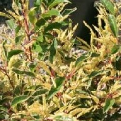 Prunus lusitanica 'Variegata'