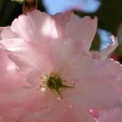 Prunus 'Pink Perfection'