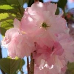 Prunus 'Pink Perfection'