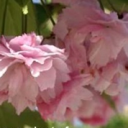 Prunus 'Pink Perfection'