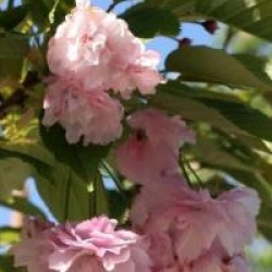 Prunus 'Pink Perfection'