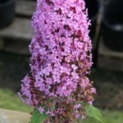 Buddleja davidii 'Pink Delight'