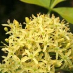 Ptelea trifoliata 'Aurea'