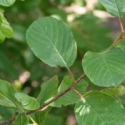 Rhamnus frangula