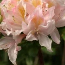 Rhododendron 'Ir�ne Koster' - Azal�e caduque Ir�ne Koster