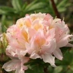 Rhododendron 'Ir�ne Koster'