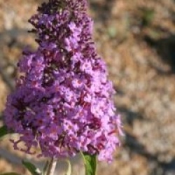 Buddleja davidii 'R�ve de Papillon' � 'Minpap' 
