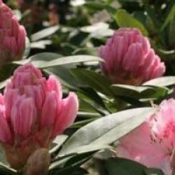 Rhododendron 'Albert Schweitzer'