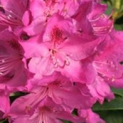 Rhododendron 'Anna Krusche'