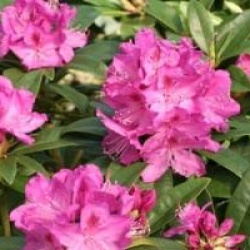 Rhododendron 'Anna Krusche'