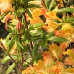 Rhododendron 'Balzac'