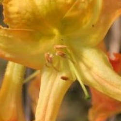 Rhododendron 'Balzac'