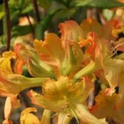 Rhododendron 'Balzac'